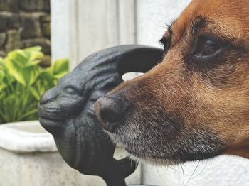 Close-up of a dog looking away