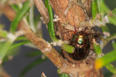 Close-up of insect on plant