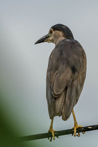 Bird perching on a rock