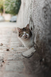 A cat sneaking out of a hole in the middle of a street.