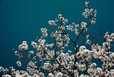 Low angle view of flowers blooming on tree