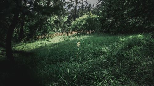 Scenic view of forest