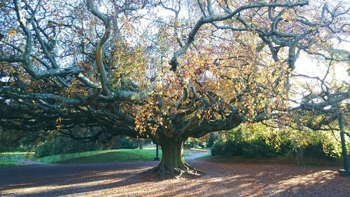 Bare trees in park