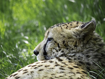 Close-up of a cat resting on field
