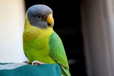 Close-up of parrot perching