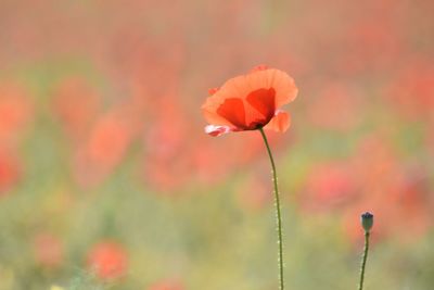 Close-up of red poppy flowers