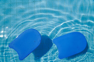 High angle view of jellyfish swimming in pool