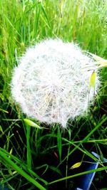 Close-up of dandelion on grassy field