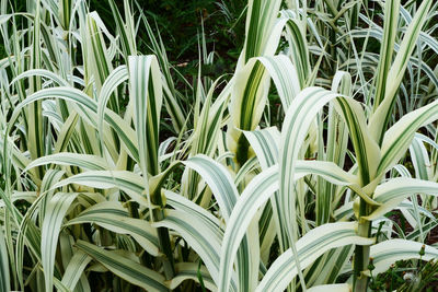 Close-up of fresh green leaves