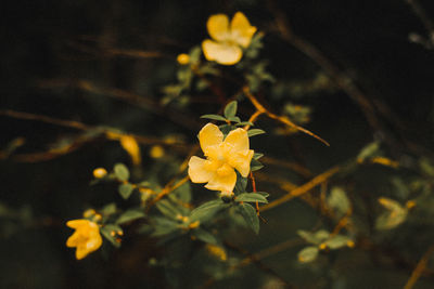 Close-up of yellow flowering plant