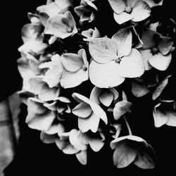 Close-up of flowers