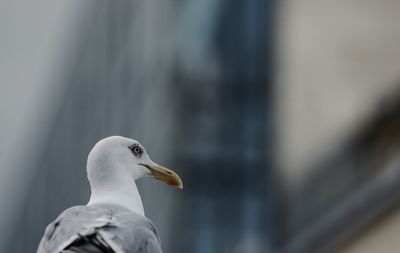 Close-up of a bird