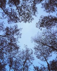 Low angle view of trees against sky