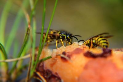 Close-up of insect on plant