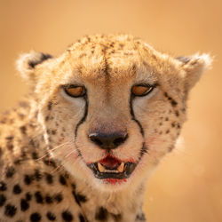 Portrait of cheetah in forest