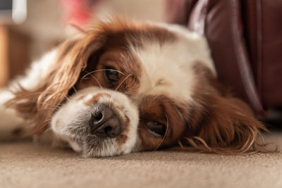 Close-up of dog sleeping at home