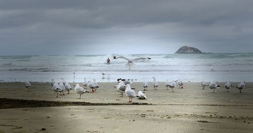 Seagulls on beach