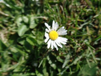 Close-up of white daisy blooming outdoors