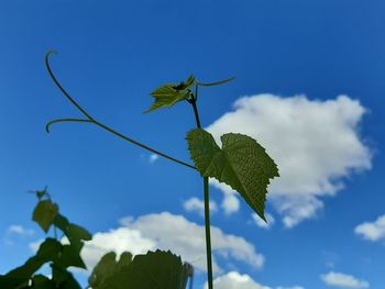 Low angle view of plant against blue sky