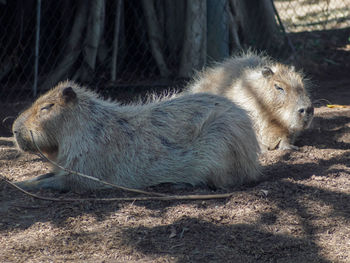 Capybara resting in shade 