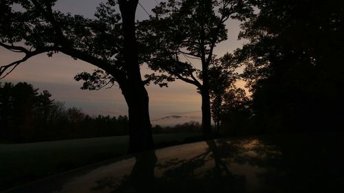 Bare trees at sunset