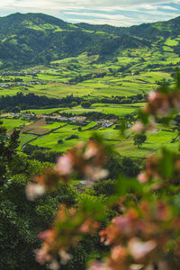 Scenic view of agricultural field