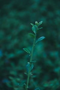 Close-up of plant growing on field