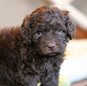 Close-up portrait of a dog