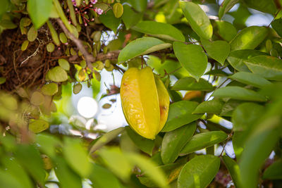 Close-up of fruits growing on tree