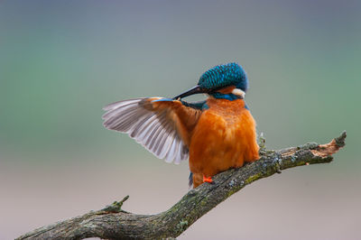 Close-up of bird perching on branch