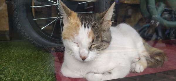 Close-up of cat resting