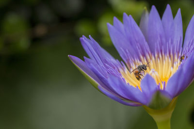 Close-up of bee pollinating on purple flower