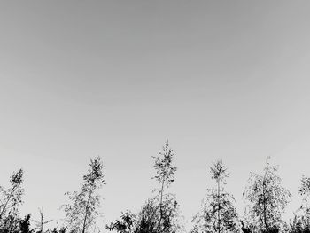 Low angle view of silhouette trees against clear sky