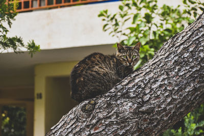 Resting cat on the tree