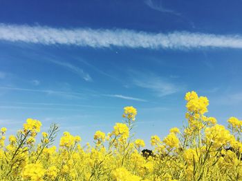 Low angle view of yellow flowers against sky