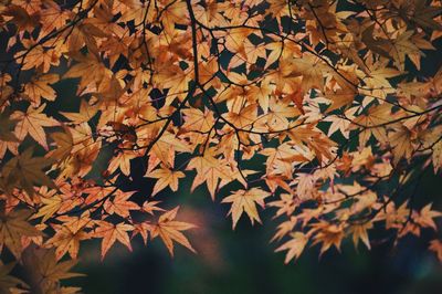 Close-up of maple leaves on branch