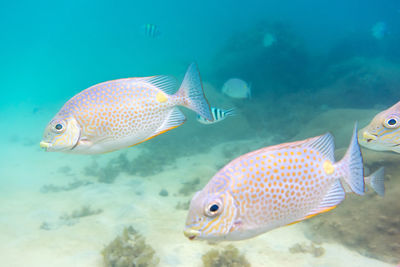 Close-up of fish swimming in sea