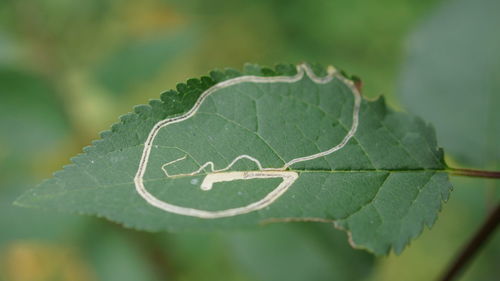Close-up of green leaves