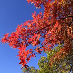 Low angle view of maple tree against blue sky