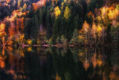 Reflection of trees in water