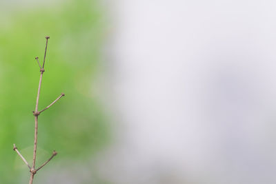 Close-up of insect on plant