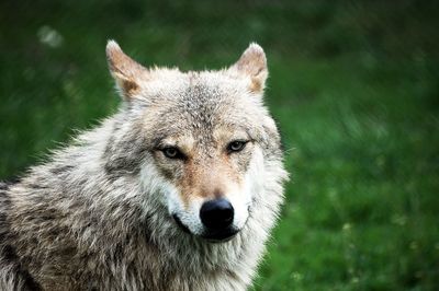 Portrait of wolf in a field