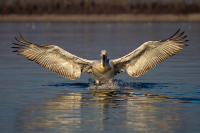 Duck swimming in lake