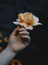 Close-up of hand holding flower against black background