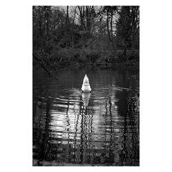 Bird swimming in a lake