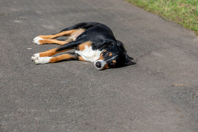 Portrait of dog relaxing on street