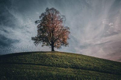 Tree on field against sky