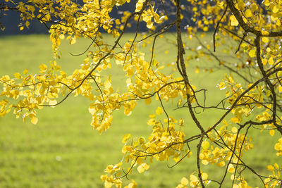 Close-up of yellow flowers on branch