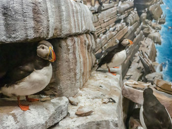 Close-up of bird perching on rock