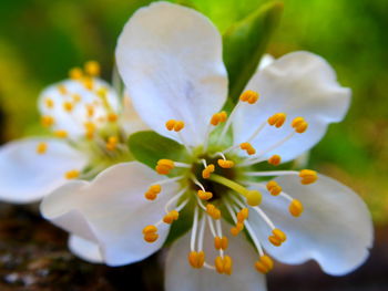 Close-up of white flowering plant